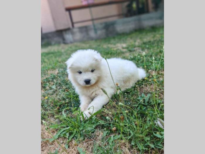 samojed besplatni mali oglasi