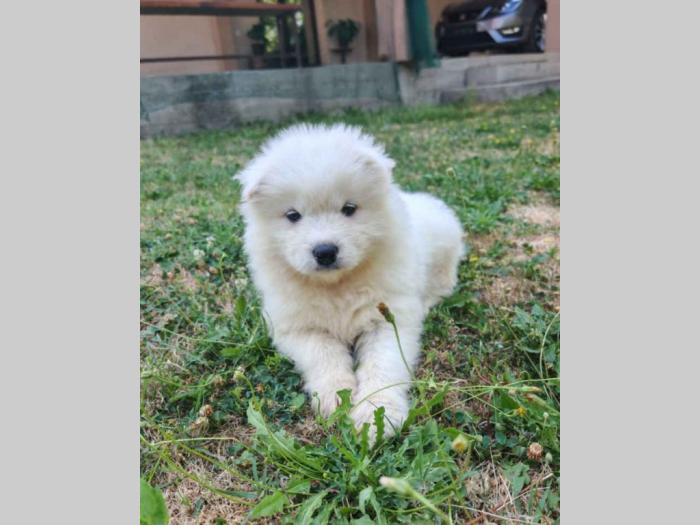 samojed besplatni mali oglasi