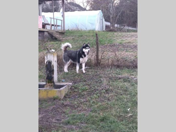 sibirski haski 3 ženke besplatni mali oglasi