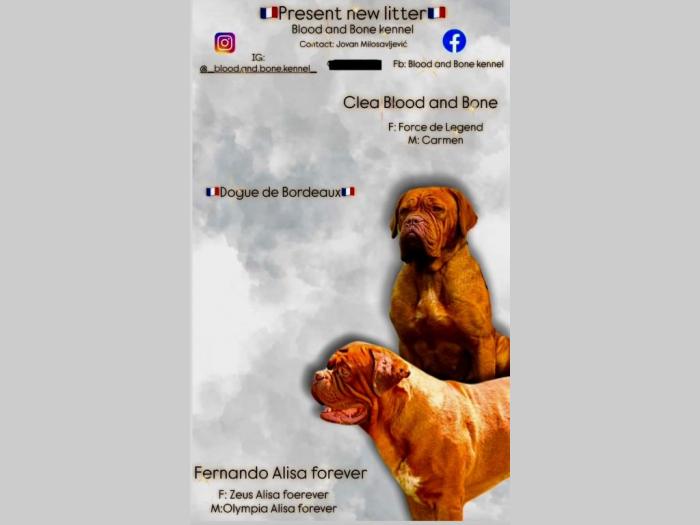 dogue de bordeaux štenci besplatni mali oglasi
