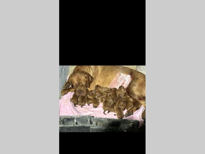 dogue de bordeaux štenci besplatni mali oglasi