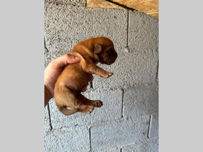 dogue de bordeaux štenci besplatni mali oglasi