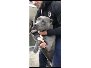 pit bul pablo rea besplatni mali oglasi