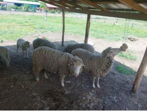 prodajem 3 ovce, ovna i zensko jagnje za priplod besplatni mali oglasi