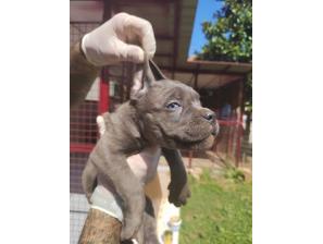 cane corso štenci izvrsnog porekla besplatni mali oglasi