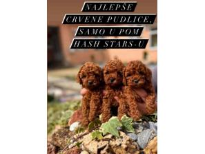štenci vrhunskih toy pudlica samo u pom hash starsu besplatni mali oglasi