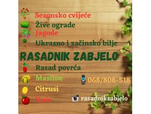 rasadnik zabjelo žive ograde, rasad povrća, cvijeca i jagoda besplatni mali oglasi