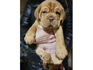 na prodaju štenci bordoške doge vrhunskog porekla besplatni mali oglasi
