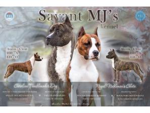 američki stafordski terijer štenci besplatni mali oglasi
