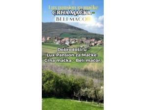 crna mačka beli mačor, luksuzni pansion besplatni mali oglasi
