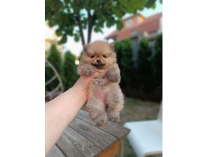 pomeranac top ženka besplatni mali oglasi