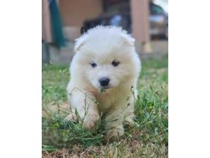 samojed besplatni mali oglasi